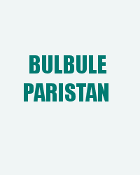 Bulbule Paristan
